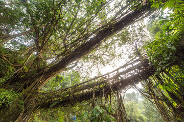Fototapeta premium Famous Double Decker living roots bridge near Nongriat village, Cherrapunjee, Meghalaya, India. This bridge is formed by training tree roots over years to knit together.