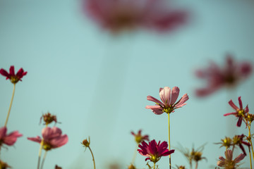 Cosmos flowers vintage