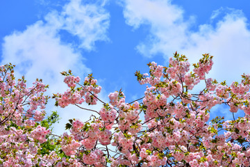 桜の開花イメージ