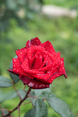 雨の日の赤いばら「バルカロール」の花のアップ