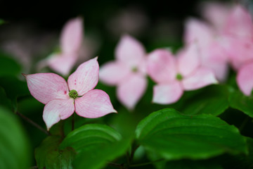 ピンク色のヤマボウシのアップ