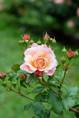 雨の日のピンクとオレンジのばら「ウーメロ」の花のアップ