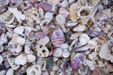 A variety of seashells. Mollusk colorful shells. Seashell texture.