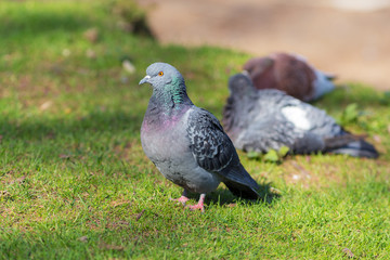 portrait of gray pigeon