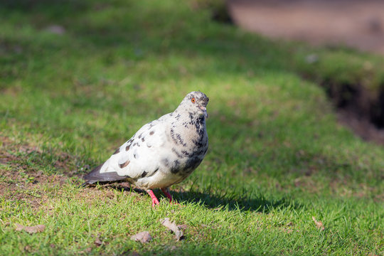 white dove on a spring grass