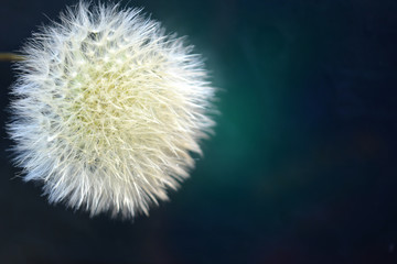 beautiful composition. A white fluffy dandelion flower on an emerald blue dark background. 