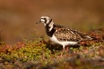 Ruddy Turnstone