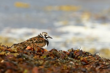 Ruddy Turnstone - Arenaria interpres