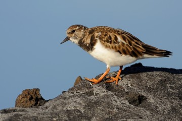 Ruddy Turnstone - Arenaria interpres