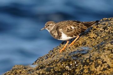 Ruddy Turnstone - Arenaria interpres