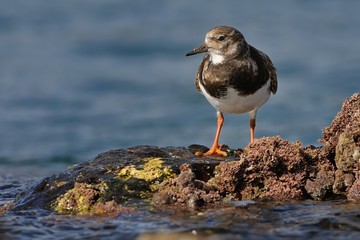Ruddy Turnstone - Arenaria interpres