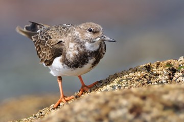 Ruddy Turnstone - Arenaria interpres on the cliff
