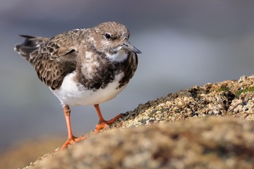 Ruddy Turnstone - Arenaria interpres on the cliff