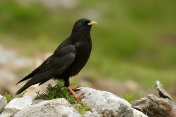 Pyrrhocorax graculus - Yellow-billed Chough sitting on the stone in Alps mountains