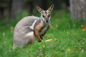 Muurstickers Yellow-footed Rock Wallaby - Petrogale xanthopus - Australian kangaroo © phototrip.cz