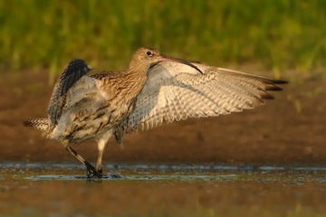 Fototapeta premium Eurasian Curlew - Numenius arquata standing in water.