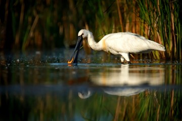 Eurasian Spoonbill (Platalea leucorodia) standing in a shallow water
