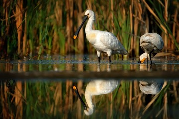 Eurasian Spoonbill (Platalea leucorodia) standing in a shallow water