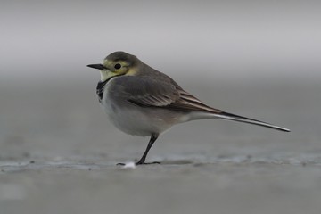 White Wagtail - Motacilla alba - young bird