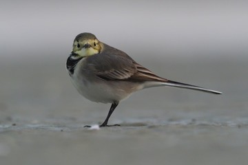 White Wagtail - Motacilla alba - young bird