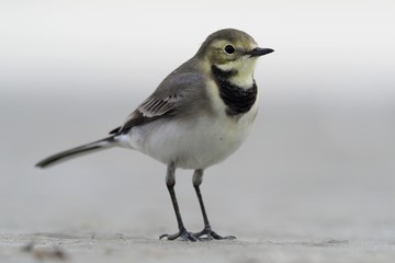 Fototapeta premium White Wagtail - Motacilla alba - young bird