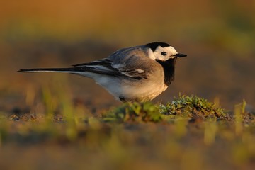 White Wagtail - Motacilla alba