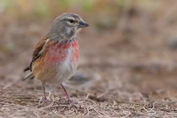 Eurasian Linnet - Carduelis cannabina male