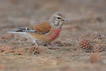 Eurasian Linnet - Carduelis cannabina male