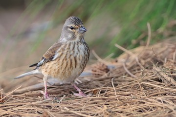 Eurasian Linnet - Carduelis cannabina female