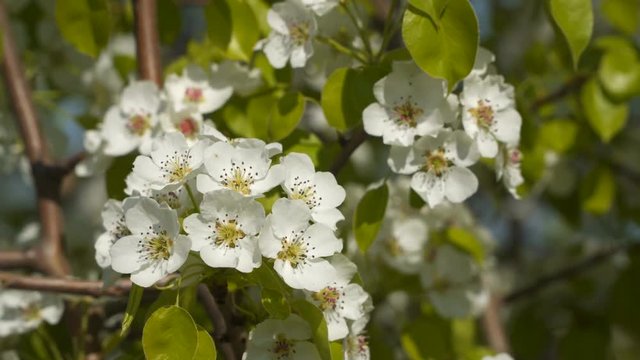 White flowers on a flowering tree.