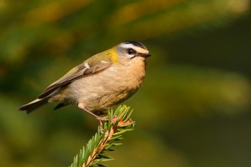 Firecrest - Regulus ignicapilla