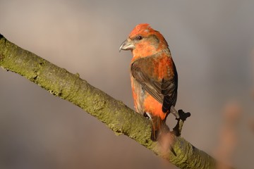 Loxia curvirostra - Red Crossbill sitting on the perch