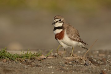 Charadrius bicinctus - Banded dotterel - tuturiwhatu on the beach