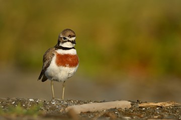 Charadrius bicinctus - Banded dotterel - tuturiwhatu on the beach
