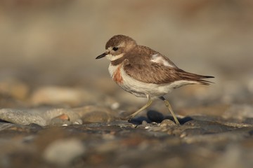 Charadrius bicinctus - Banded dotterel - tuturiwhatu on the beach (female)