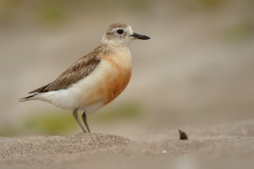 Charadrius obscurus aquilonius - New Zealand dotterel - tuturiwhatu on the beach