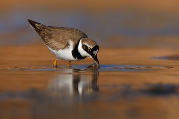 Little Ringed Plover - Charadrius dubius
