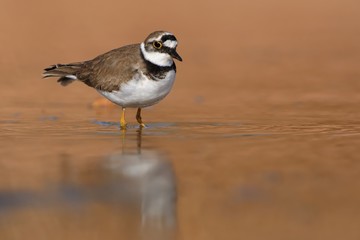 Little Ringed Plover - Charadrius dubius