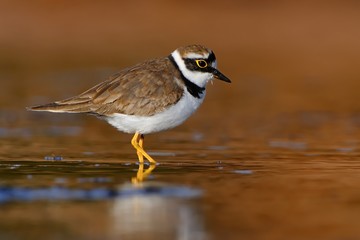 Little Ringed Plover - Charadrius dubius