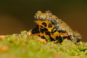The yellow-bellied toad (Bombina variegata)