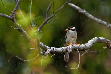 Melithreptus validirostris - Strong-billed Honeyeater sitting on the branch in the forrest os...