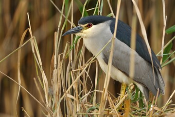 Black-crowned Night-Heron - Nycticorax nycticorax