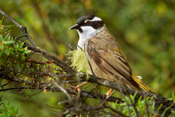 Melithreptus validirostris - Strong-billed Honeyeater sitting on the branch in the forrest os Australia