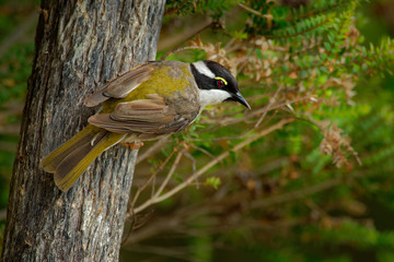 Melithreptus validirostris - Strong-billed Honeyeater sitting on the branch in the forrest os Australia