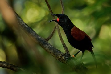 Singing North Island Saddleback - Philesturnus rufusater - tieke in the New Zealand Forest