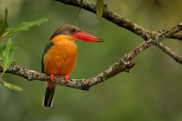 Stork-billed Kingfisher (Pelargopsis capensis) on the branch