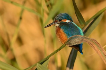 Common Kingfisher - Alcedo atthis