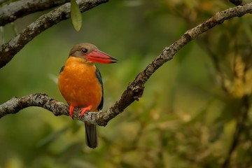 Stork-billed Kingfisher (Pelargopsis capensis) on the branch