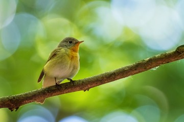 Red-breasted Flycatcher - Ficedula parva sitting and singigng