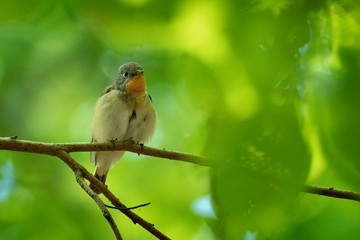 Red-breasted Flycatcher - Ficedula parva sitting and singigng